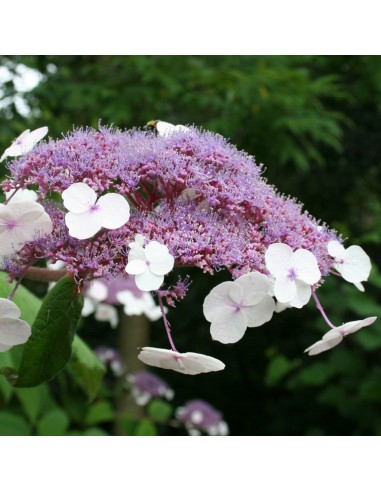 SUBLIMES HORTENSIA ASPERA HOT CHOCOLATE
