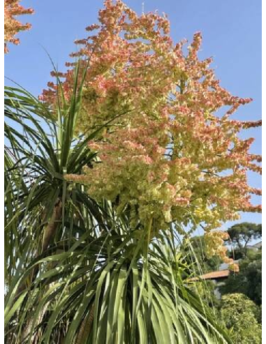 Beaucarnea recurvata - Arbre bouteille ou Pied...